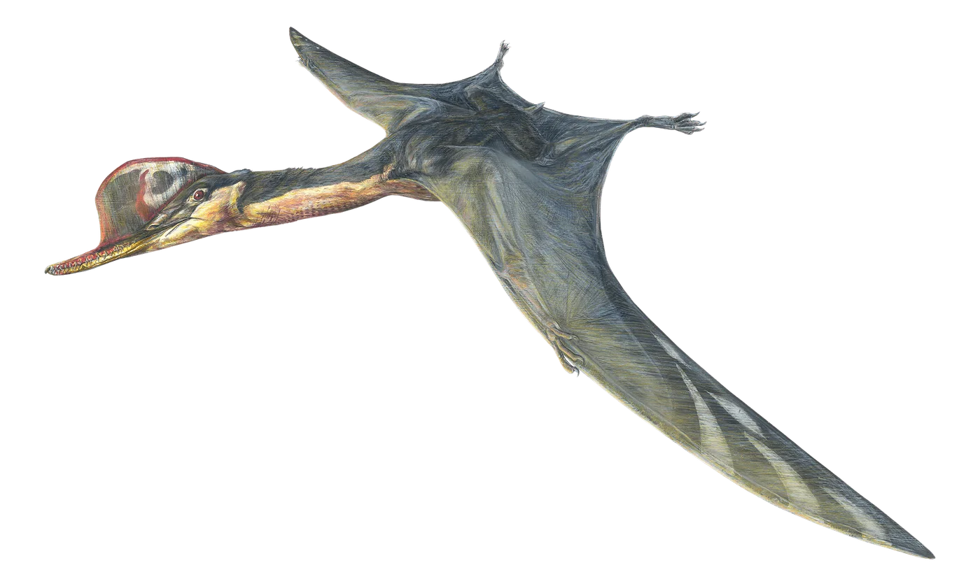 Ardeadactylus