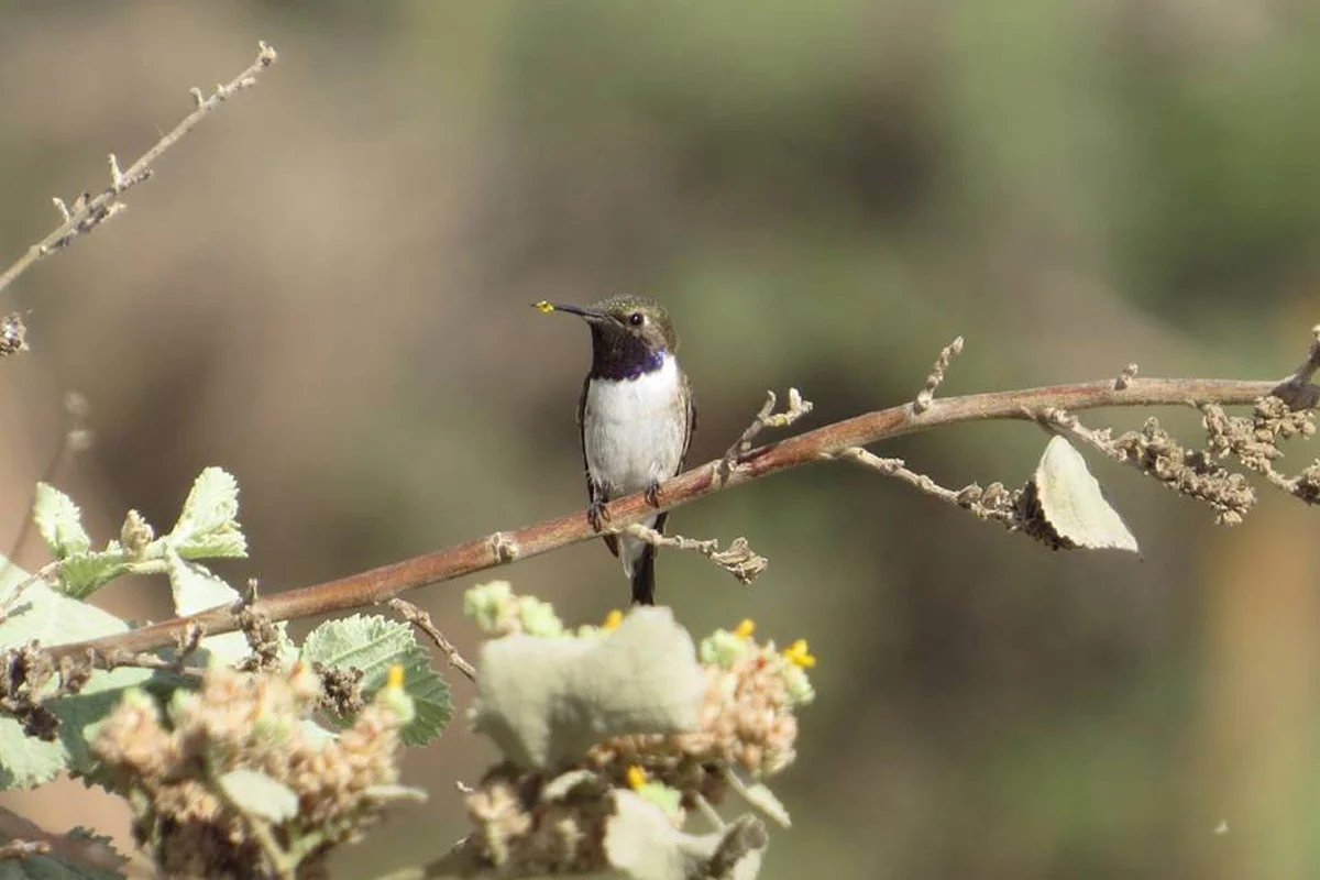 Male Chilean woodstar after feeding on flowers of the lucraco (Waltheria ovata)