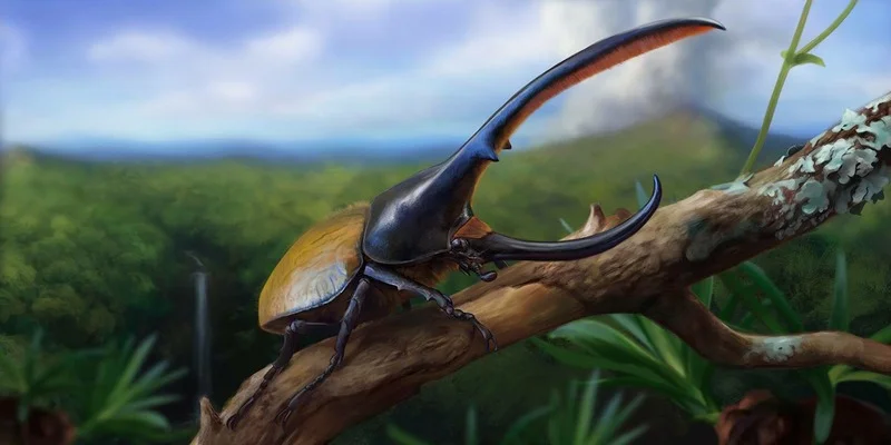Hercules beetle