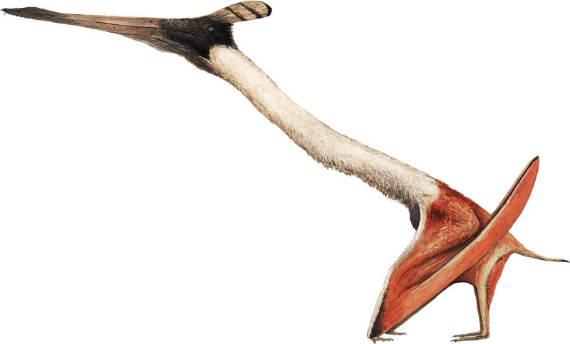 Moganopterus