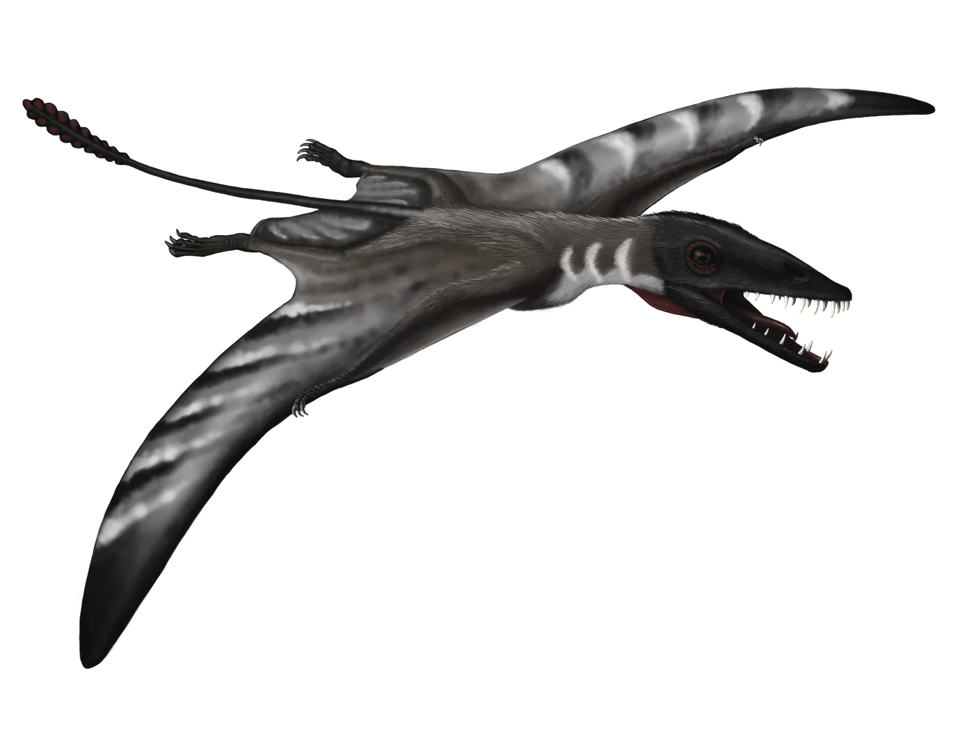 Scaphognathus