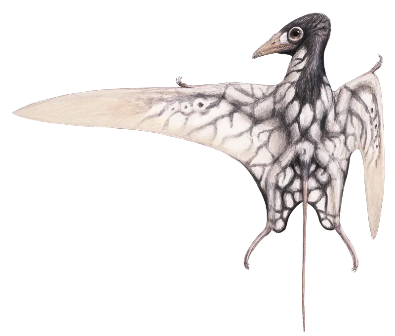 Arcticodactylus