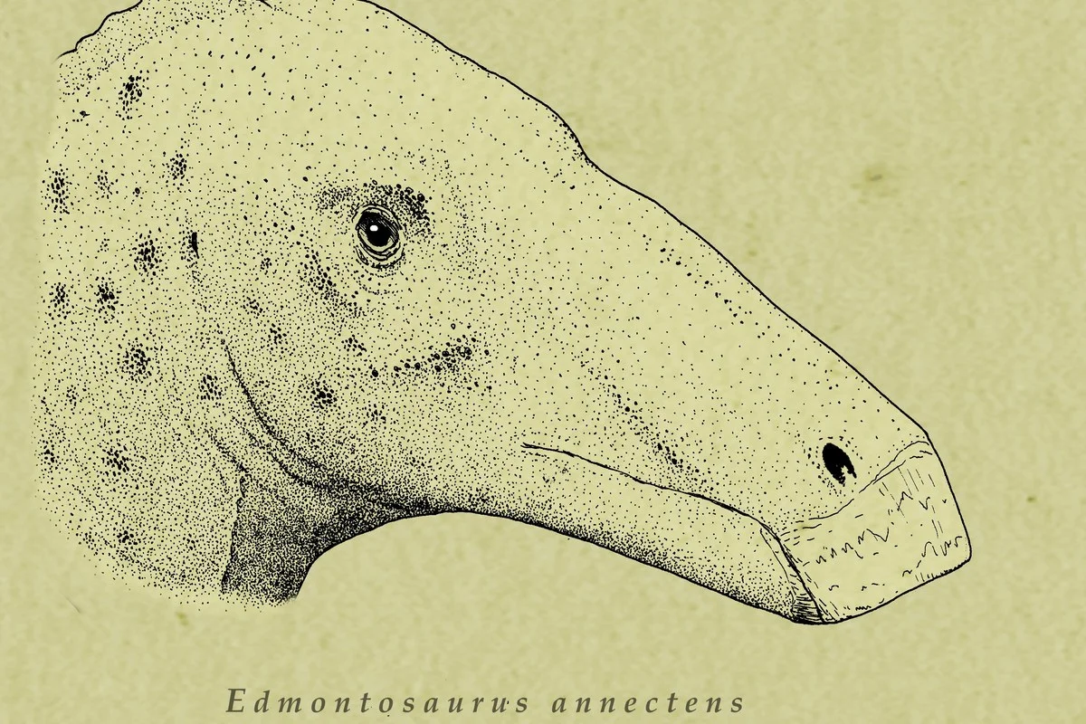 Edmontosaurus annectens