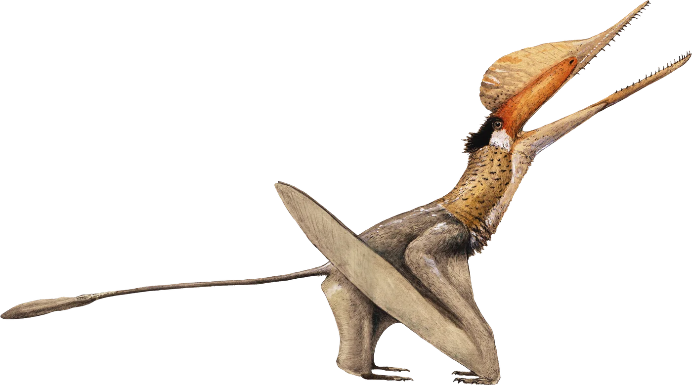 Cuspicephalus