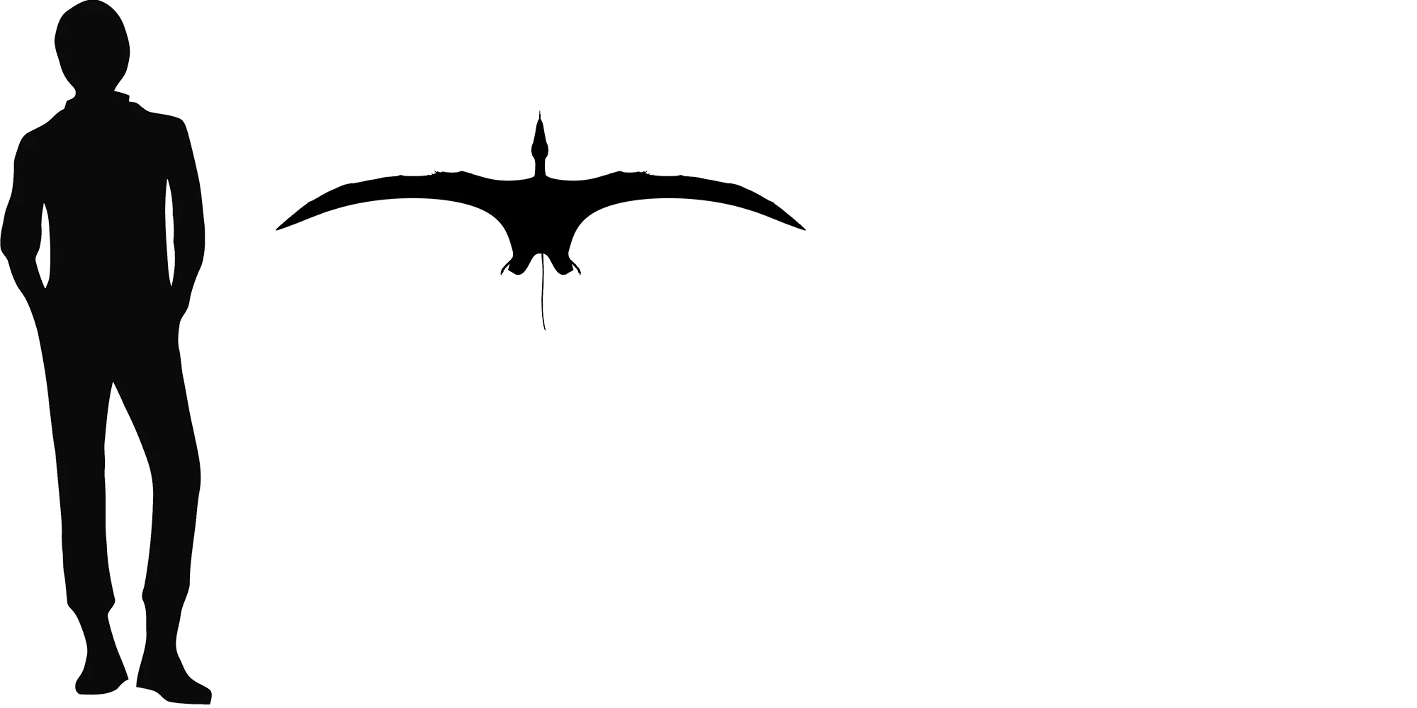 Caviramus wingspan comparison