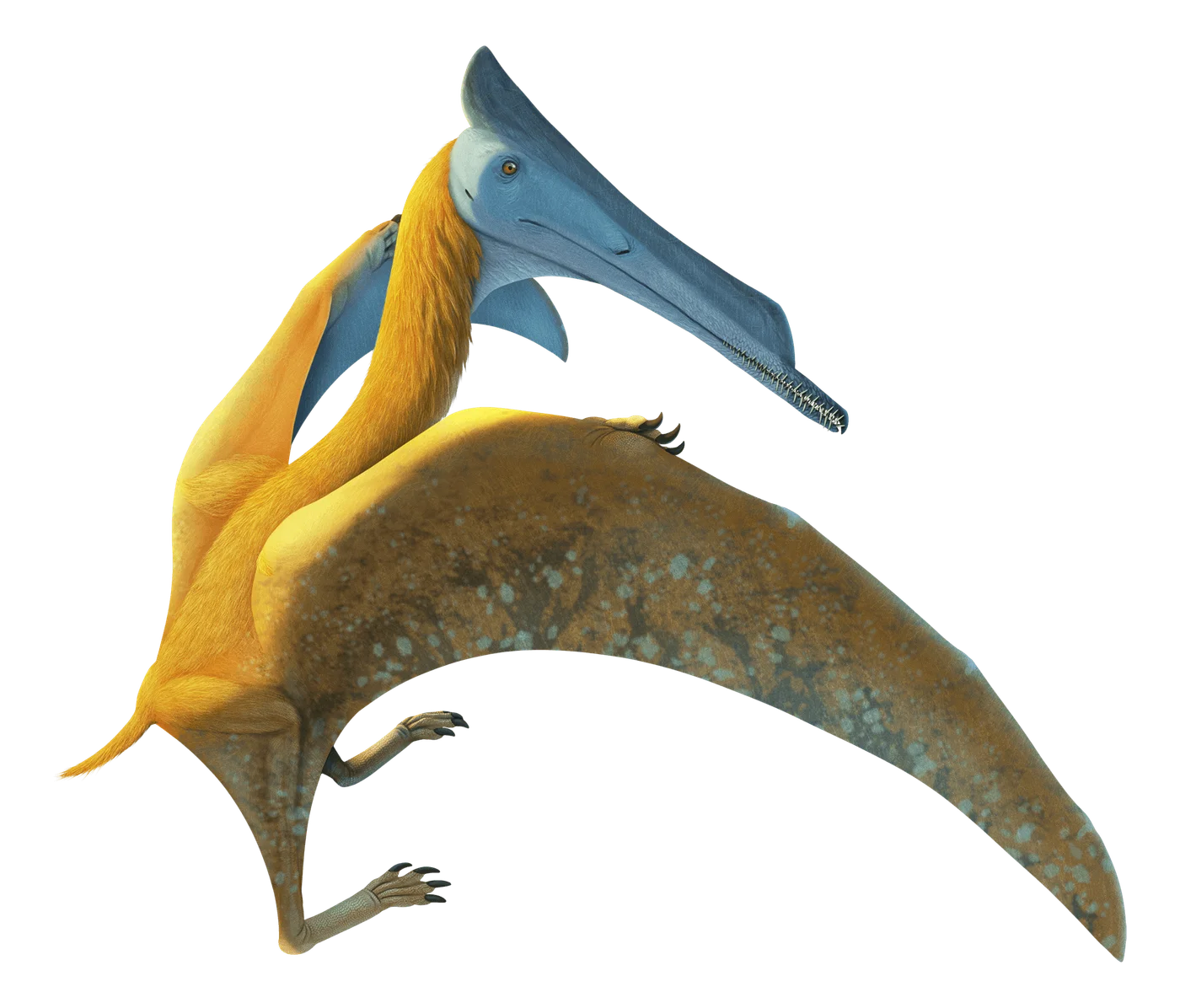 Elanodactylus