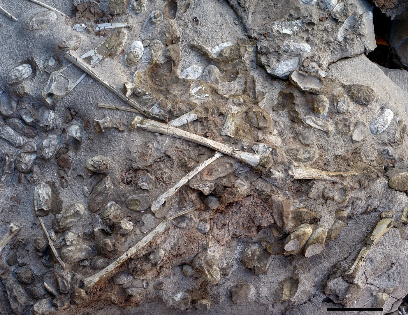 Pterosaurs and their eggs