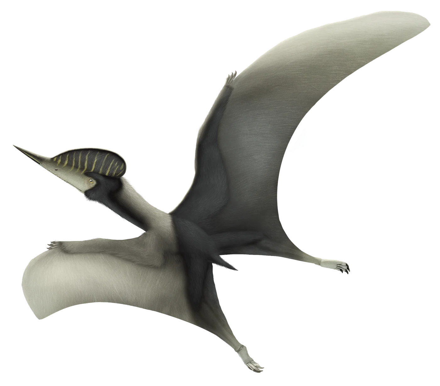 Noripterus