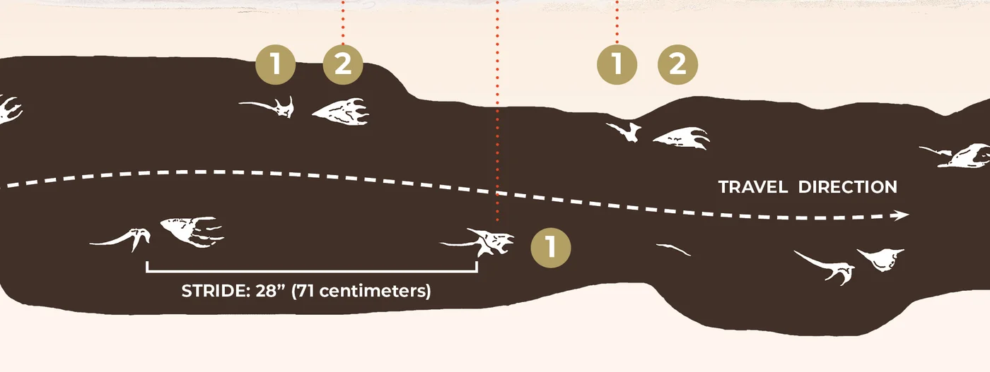 Fossil trackway showing hand and foot prints with the direction of travel and stride