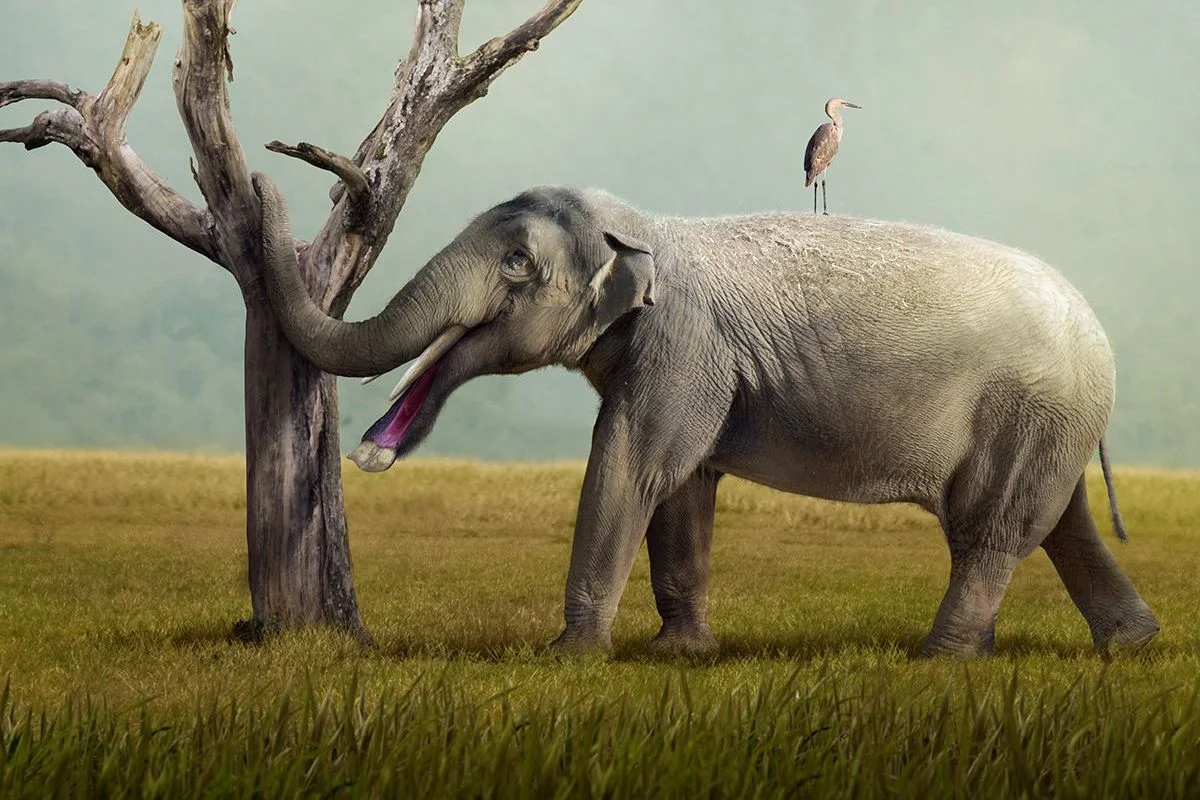 Platybelodon grangeri