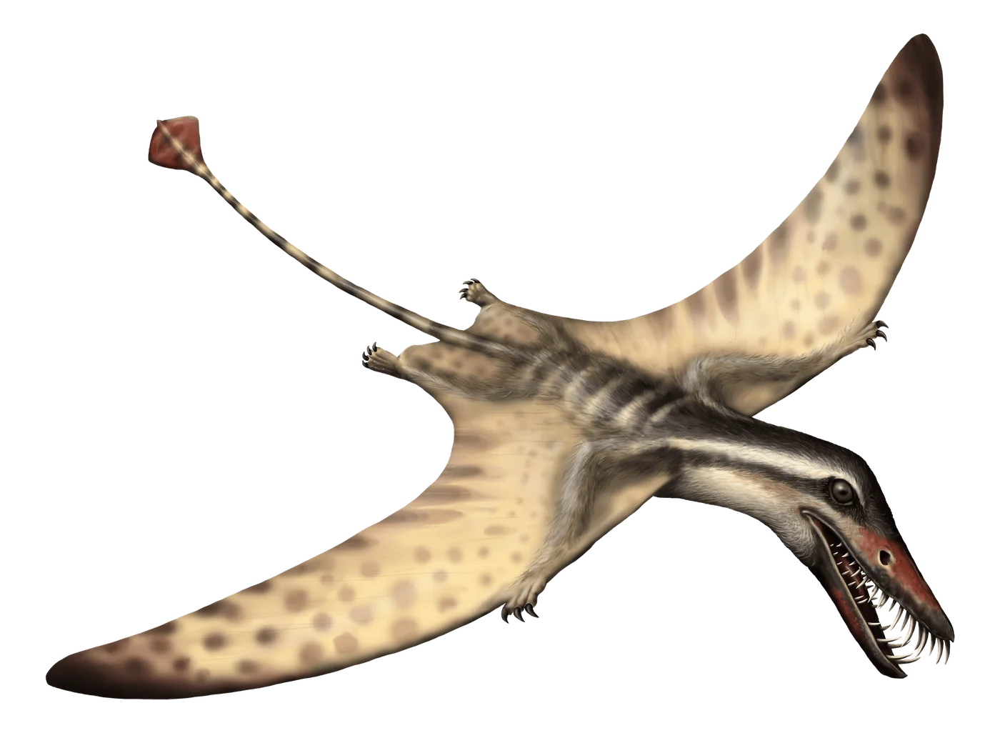 Orientognathus