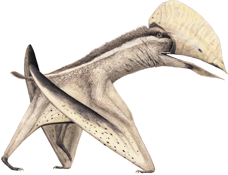 Aymberedactylus