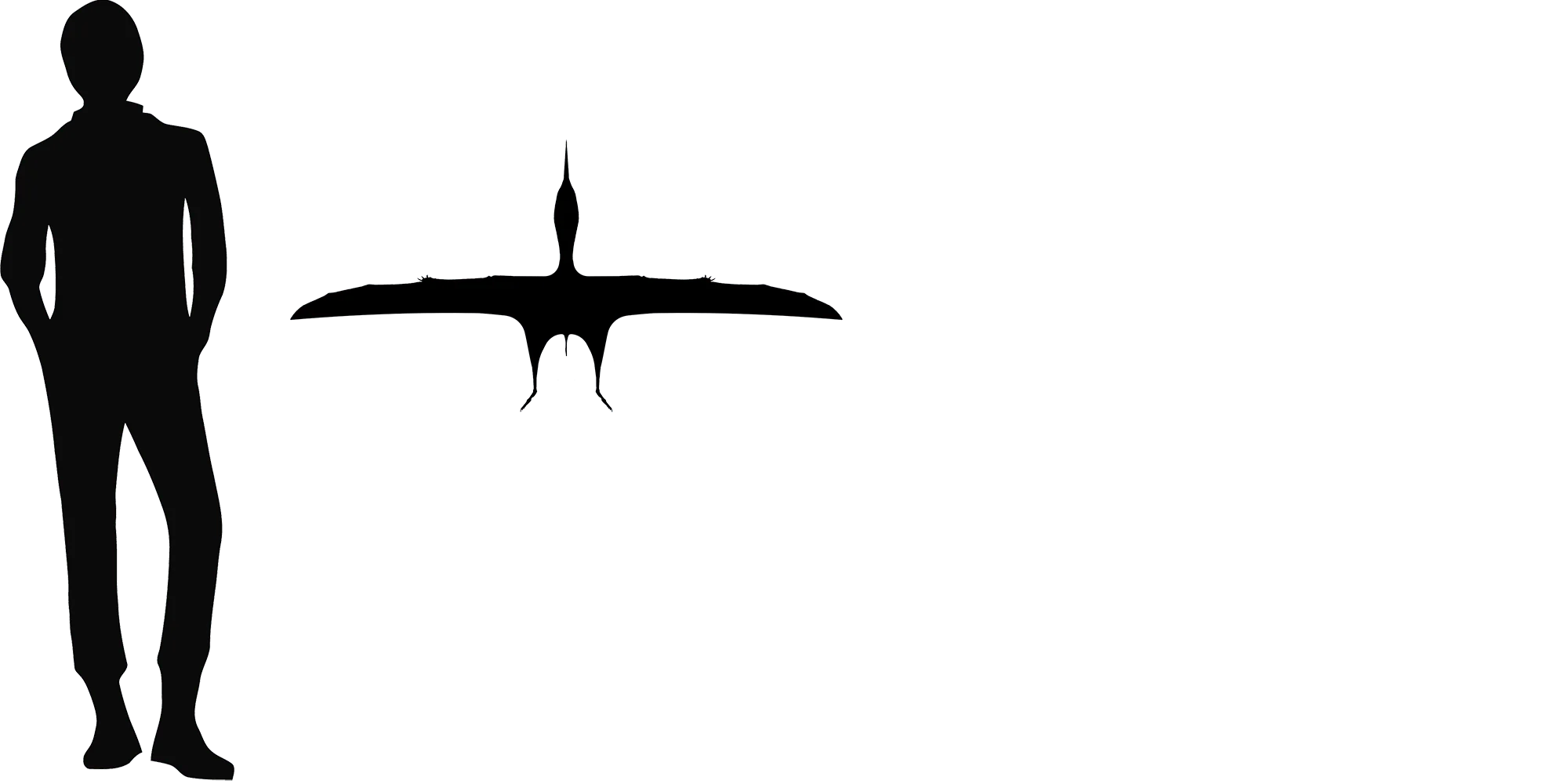 Sinopterus wingspan comparison