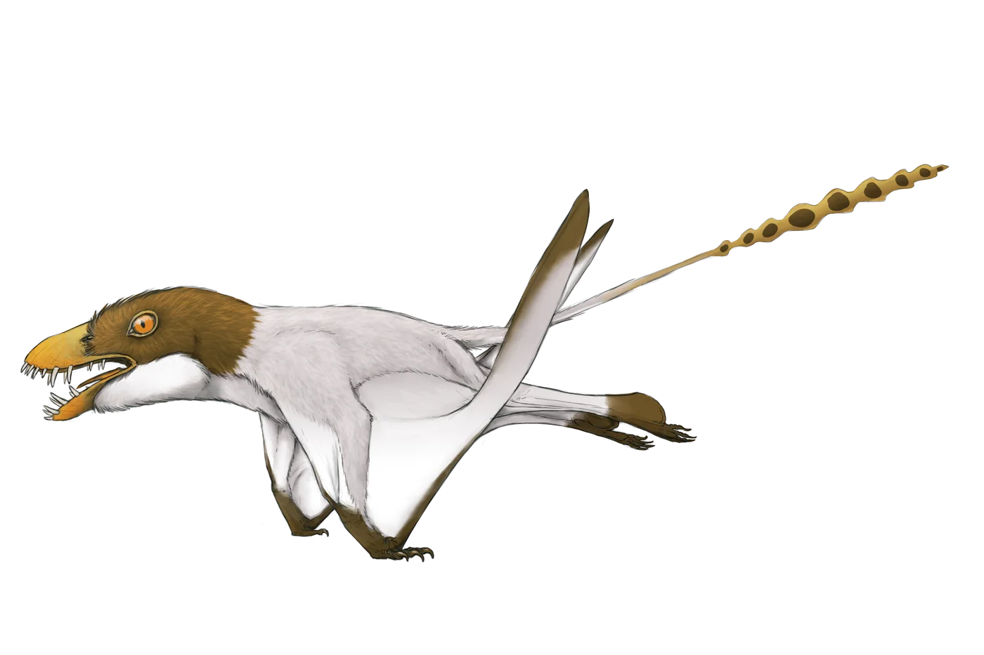 Jianchangnathus