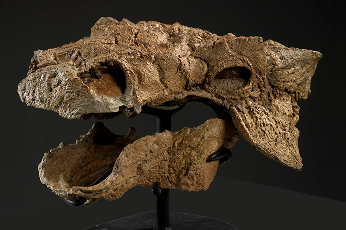 Skull of Zuul