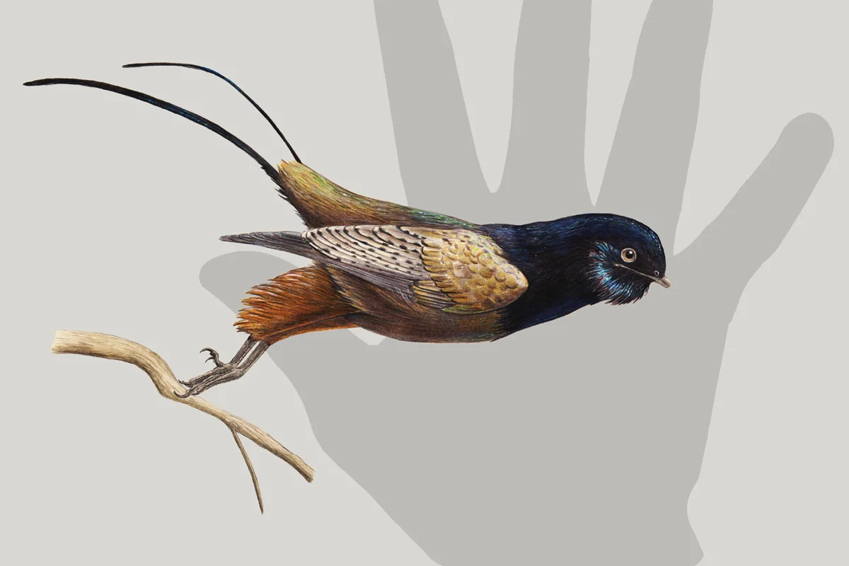 The unnamed iridescent bohaiornithid bird.