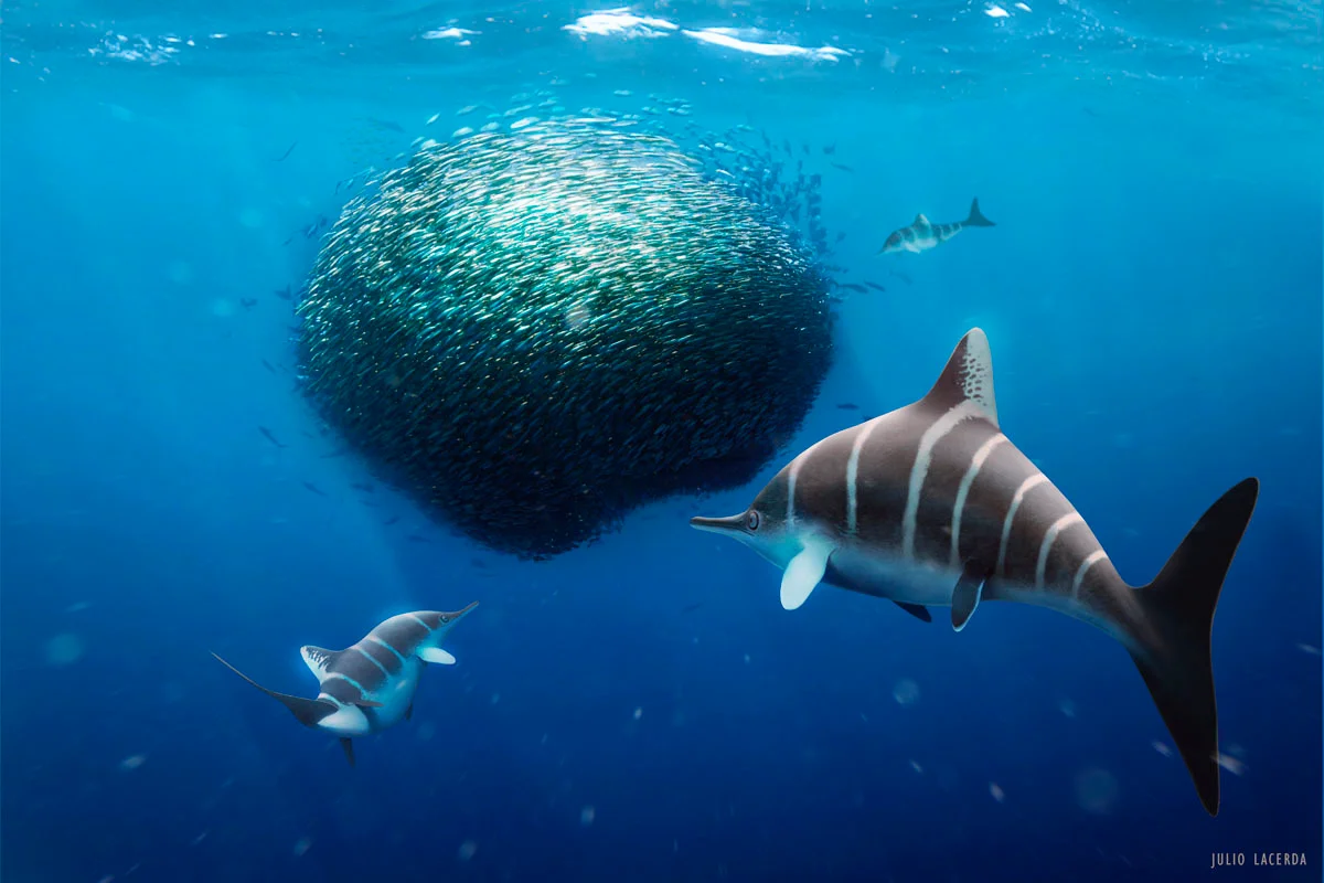 A group of I. larkini chasing after their prey