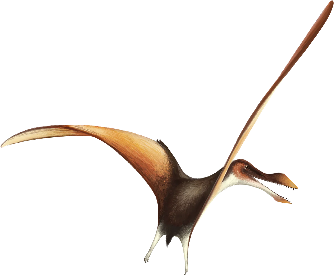 Lonchodraco