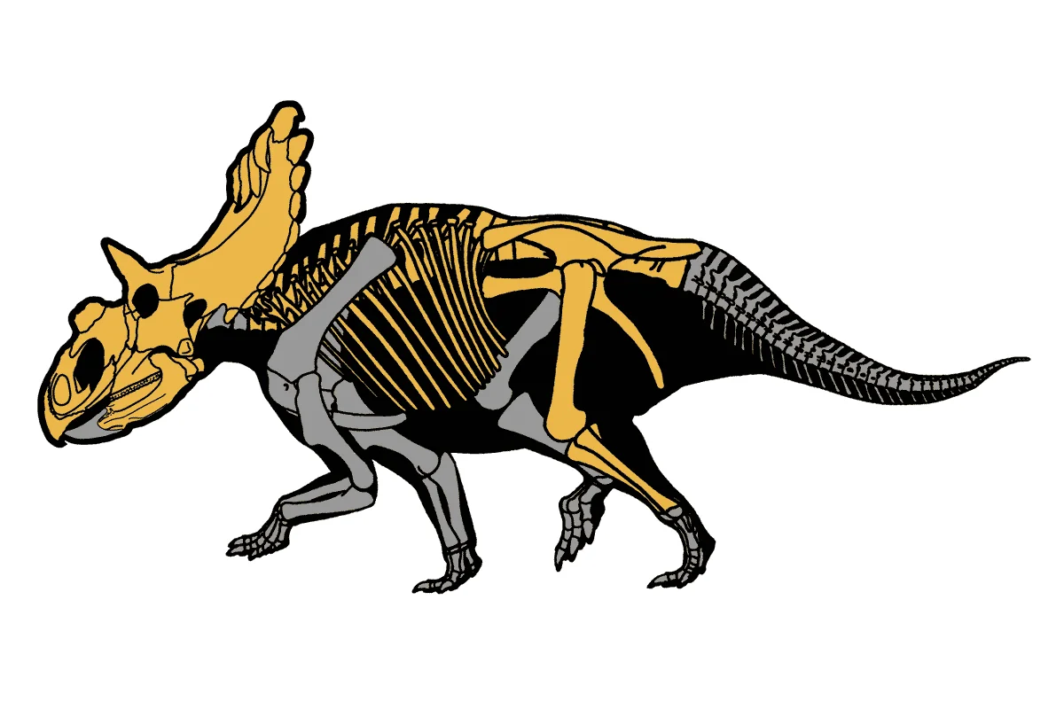 Skeletal reconstruction of Kosmoceratops with known elements in yellow