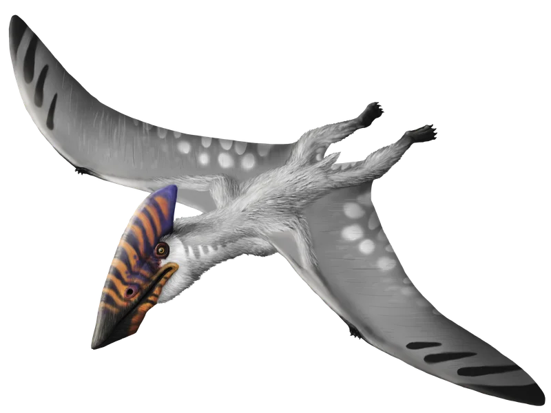 Vectidraco