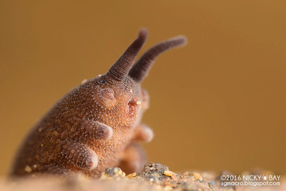 Eoperipatus sumatranus