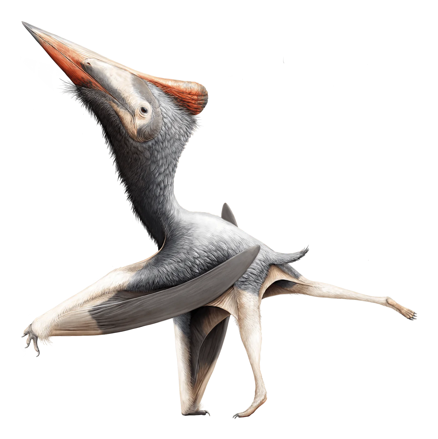 Radiodactylus