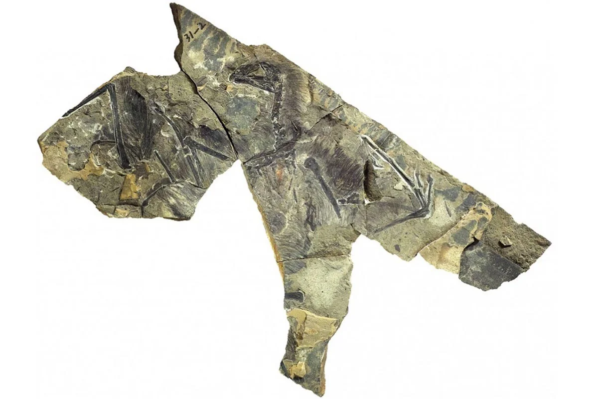 Yi qi specimen