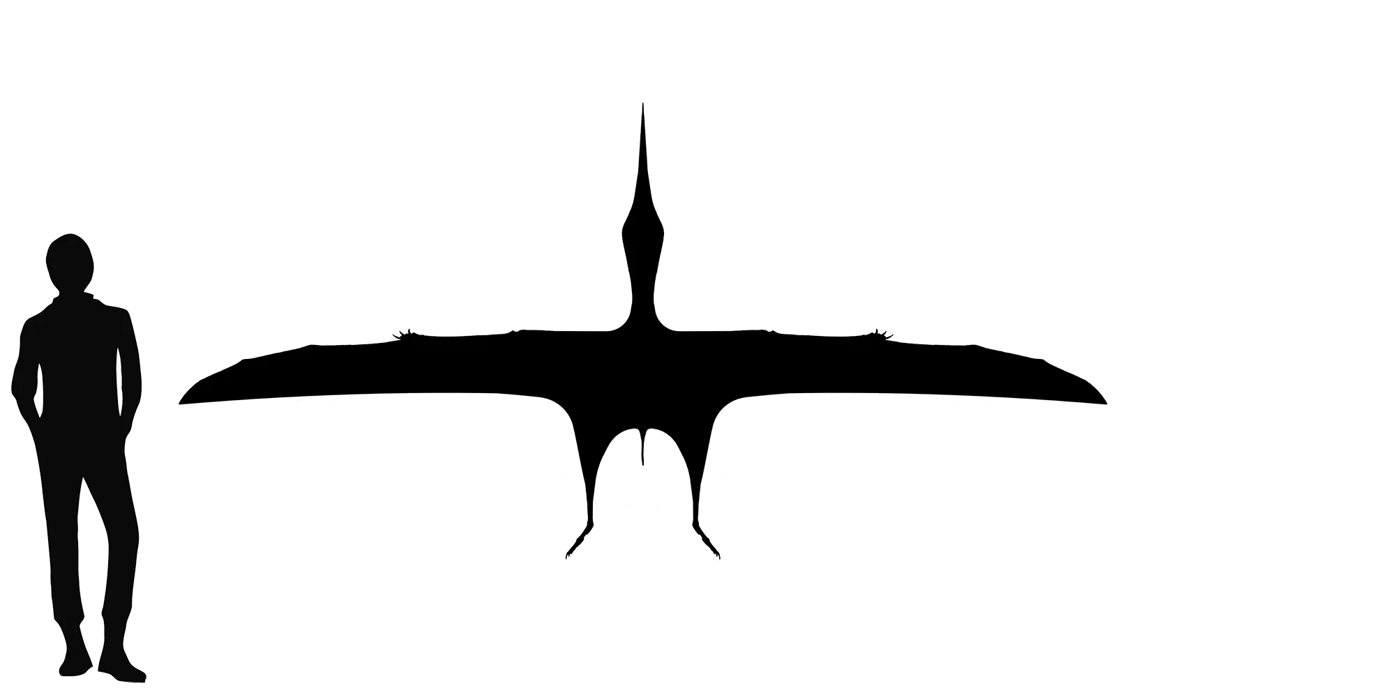 Navajodactylus wingspan comparison