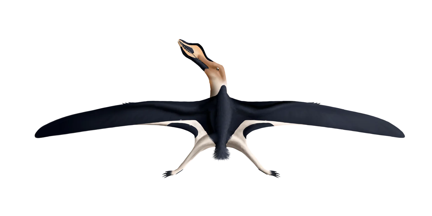 Cimoliopterus