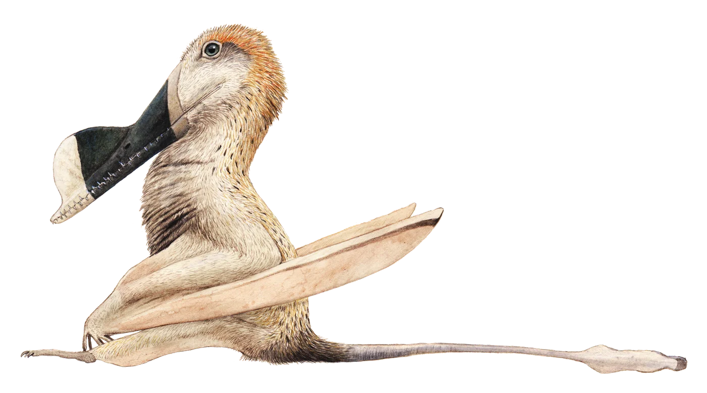 Ian The Wukongopterid