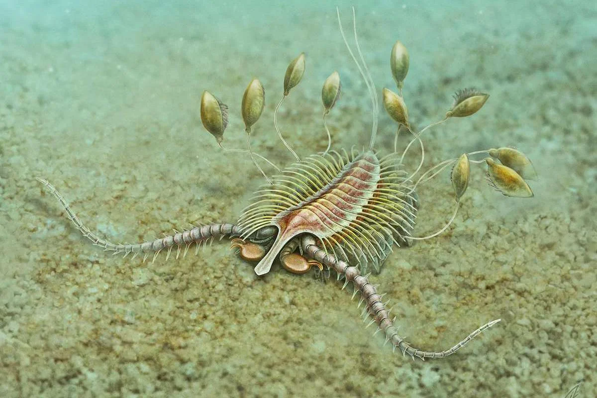 Aquilonifer spinosus