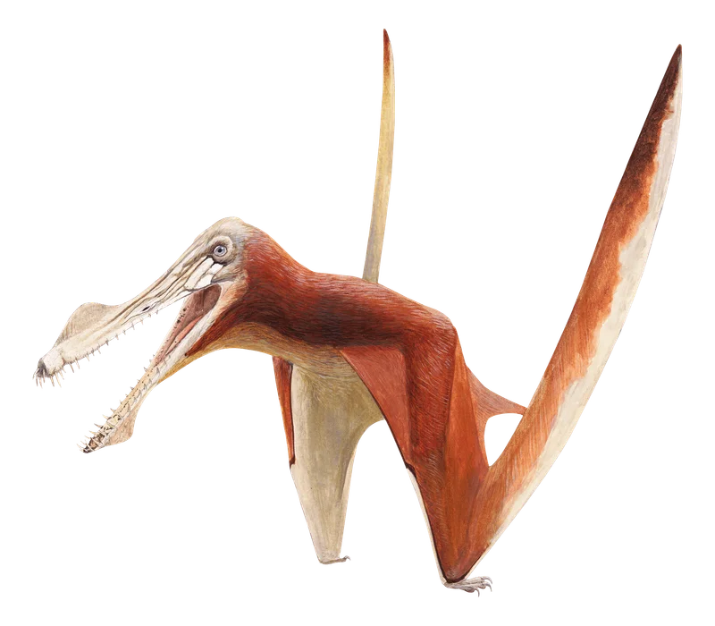 Uktenadactylus