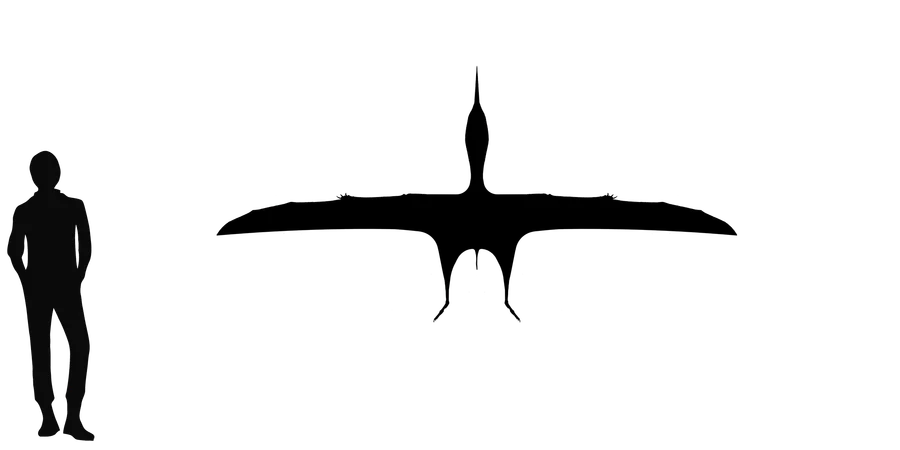 Caupedactylus wingspan comparison