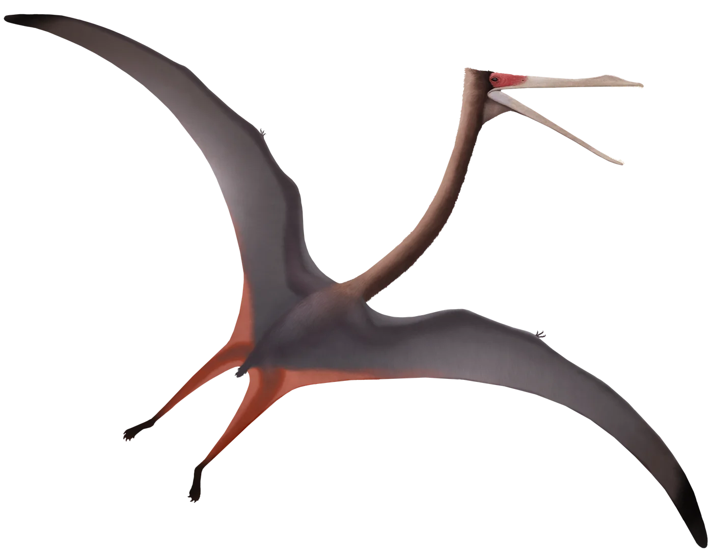 Huanhepterus