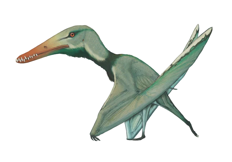 Haopterus