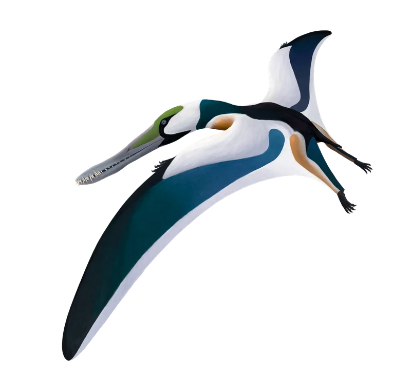 Cearadactylus