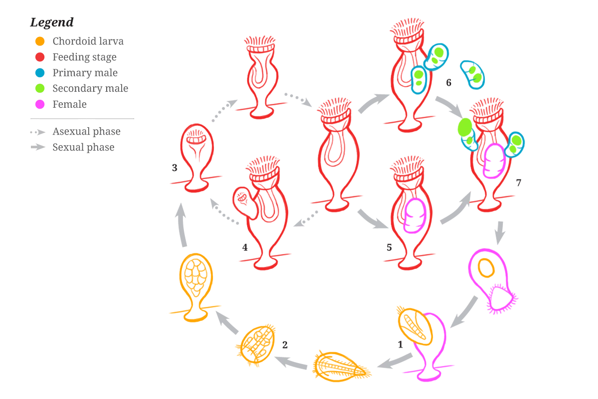 The life cycle of symbions