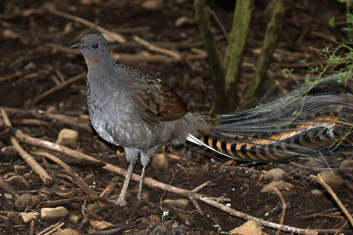 Superb Lyrebird (Menura novaehollandiae) in Victoria, Australia