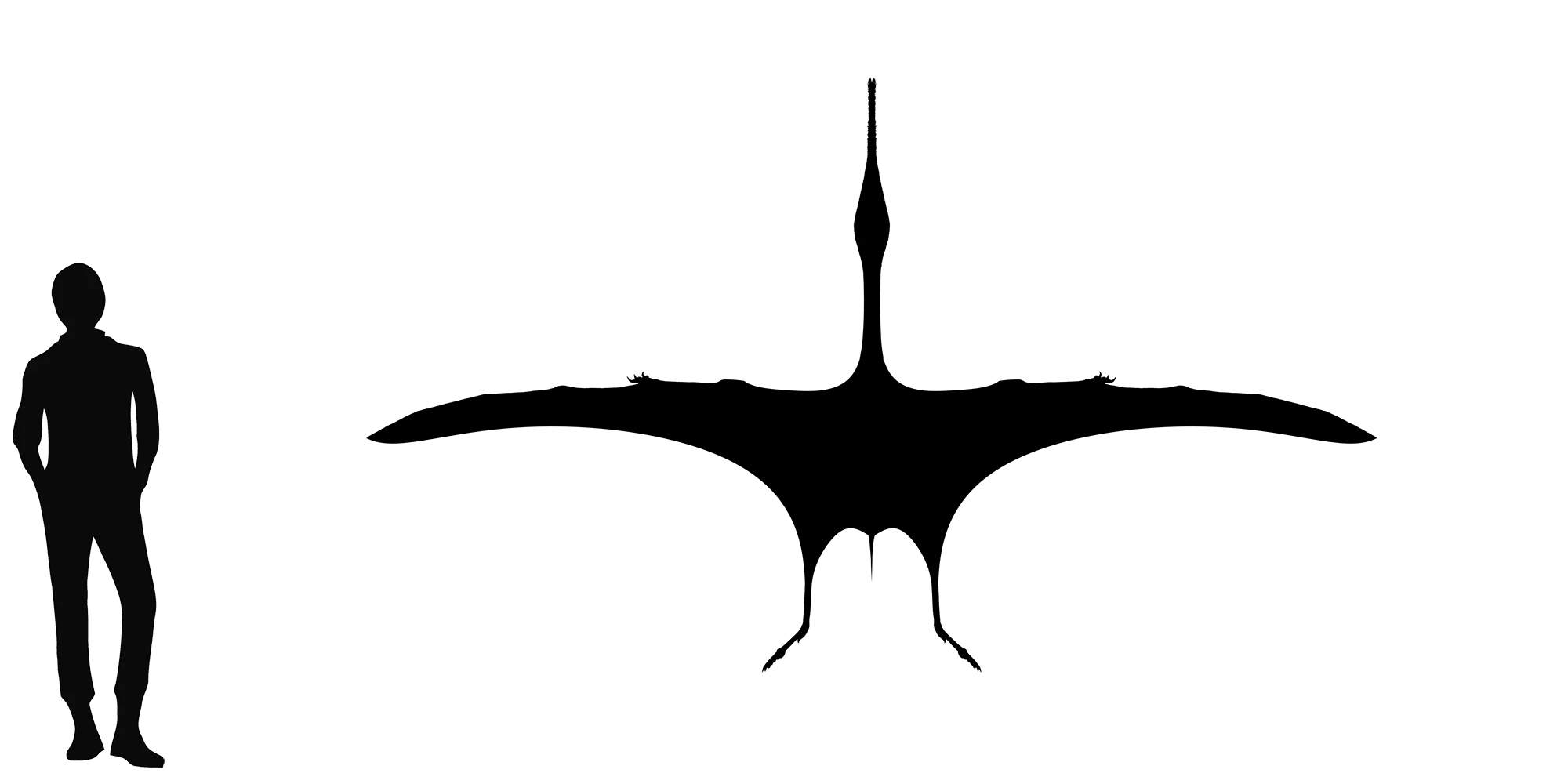Elanodactylus wingspan comparison
