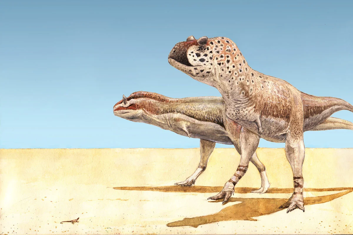 Pycnonemosaurus (right) and Carnotaurus (left), two abelisaurs