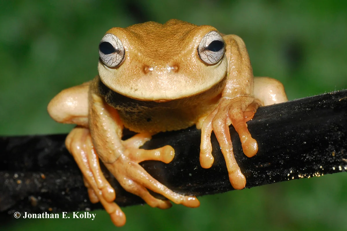 Plectrohyla exquisita