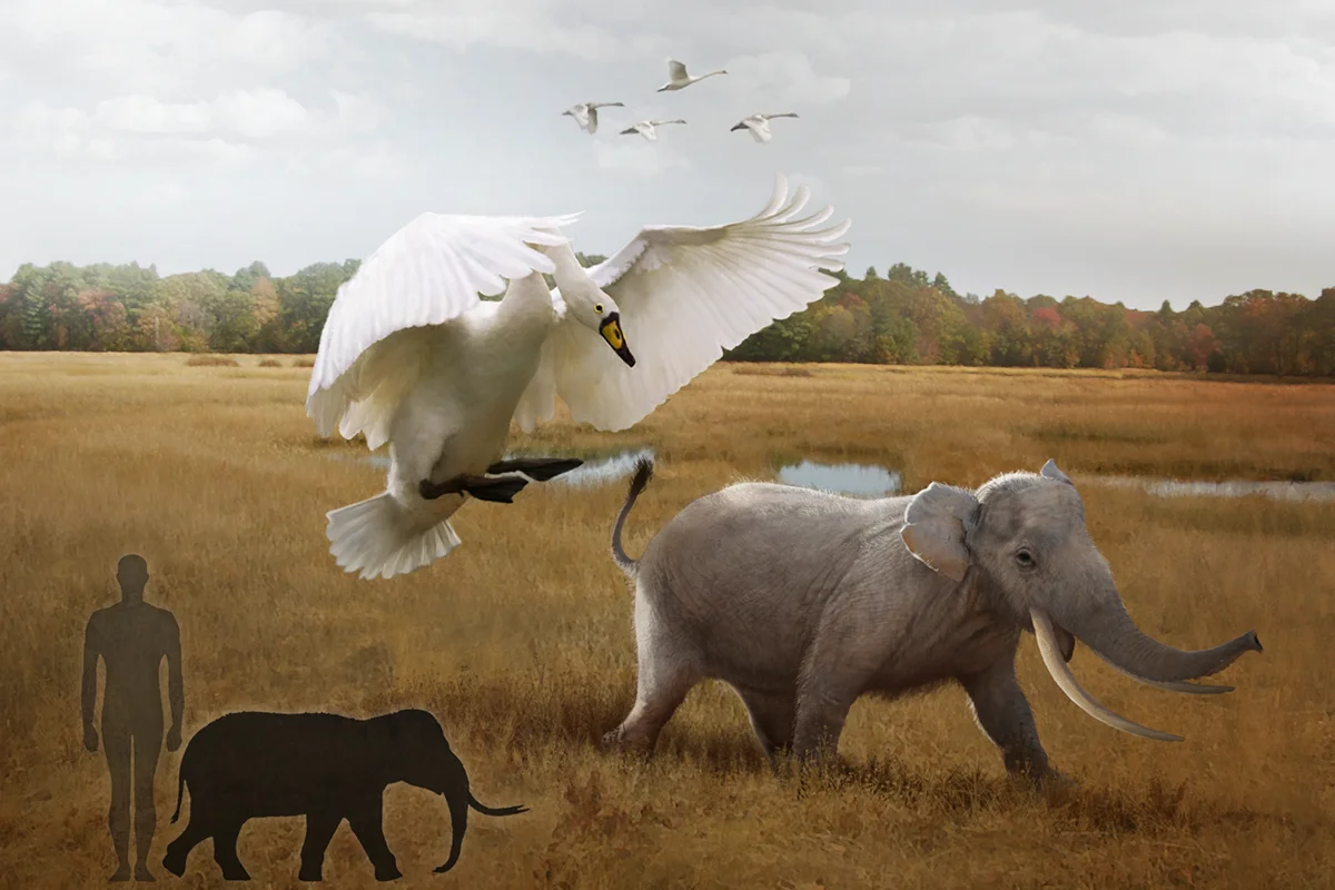 Swan versus elephant