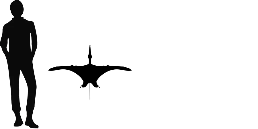 Cuspicephalus wingspan comparison