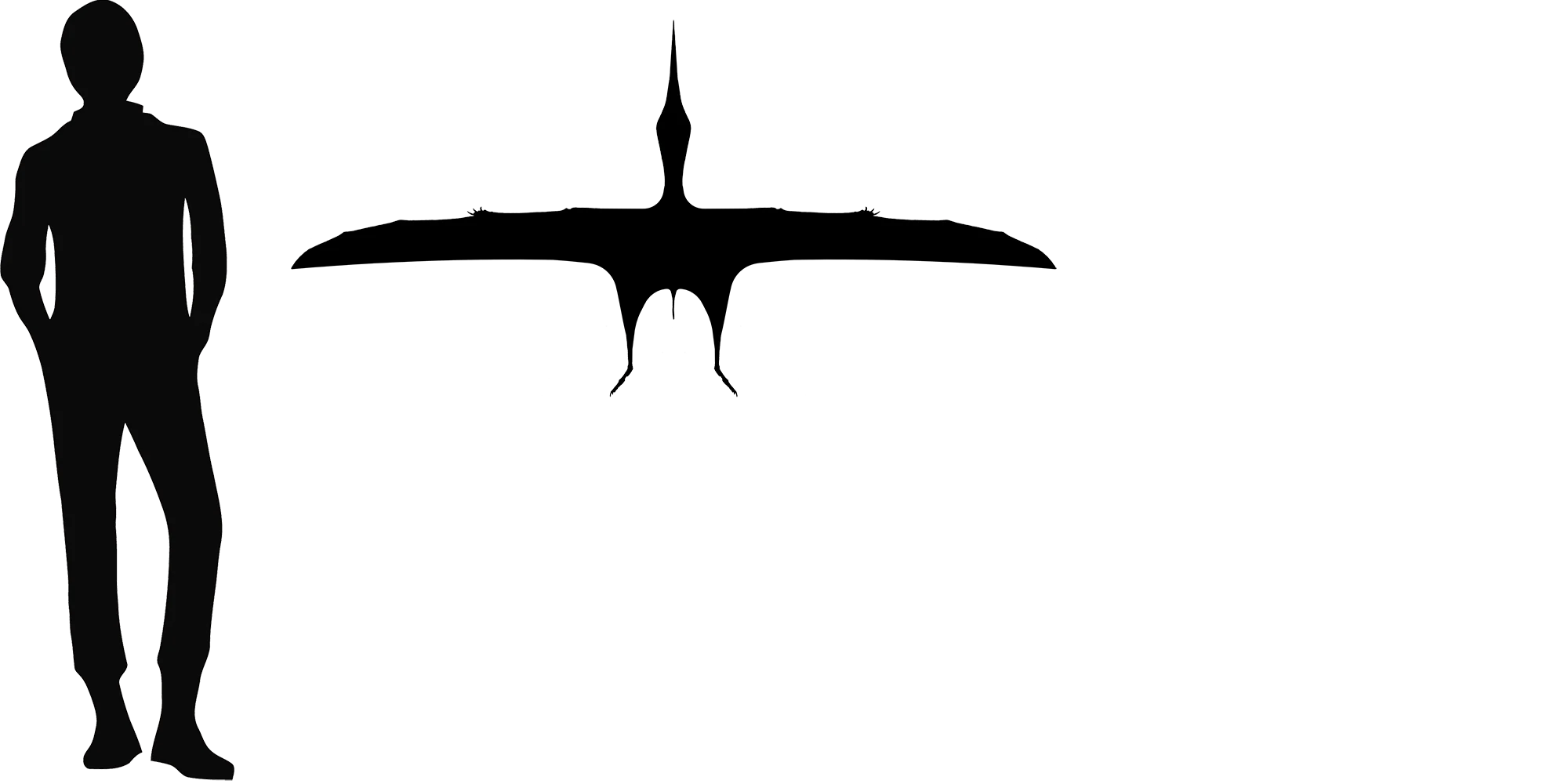 Chaoyangopterus wingspan comparison