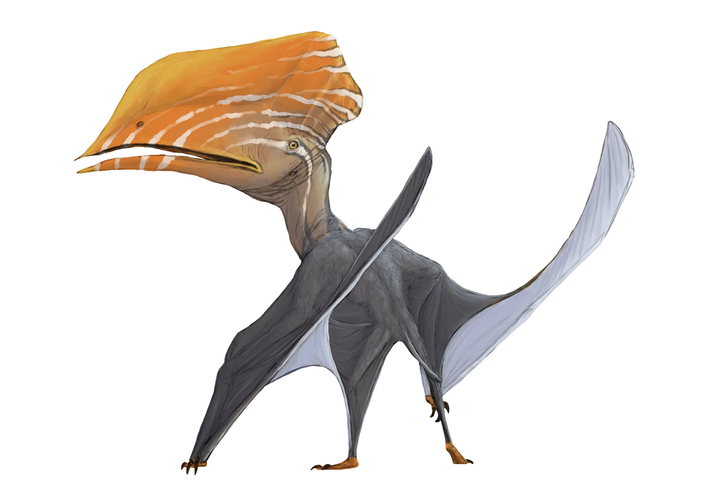 Caupedactylus