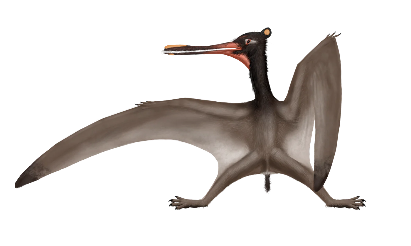 Cathayopterus