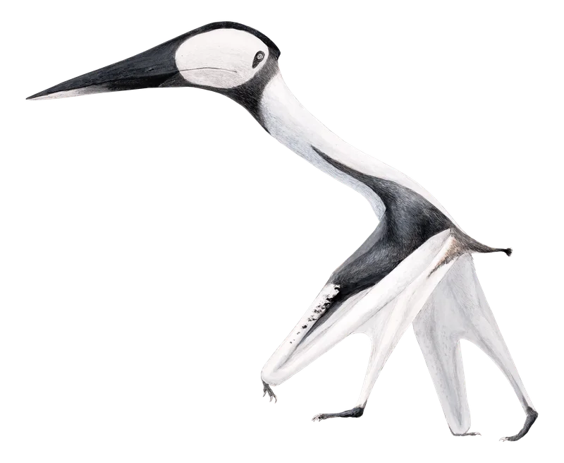 Phosphatodraco