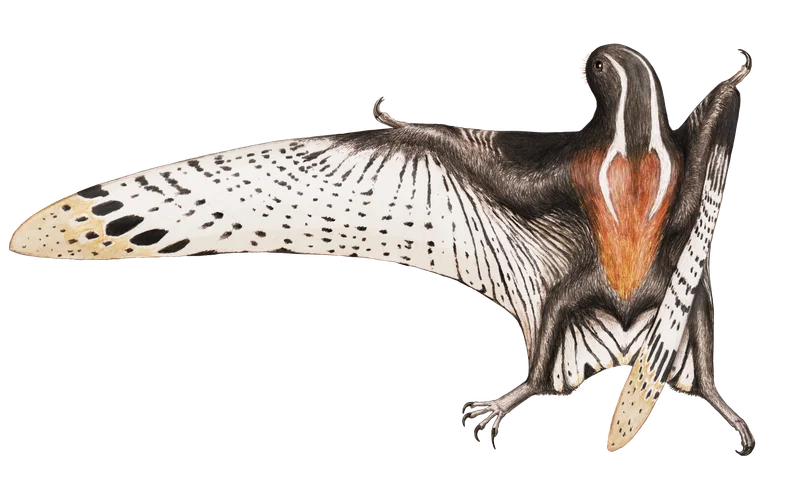 Vesperopterylus