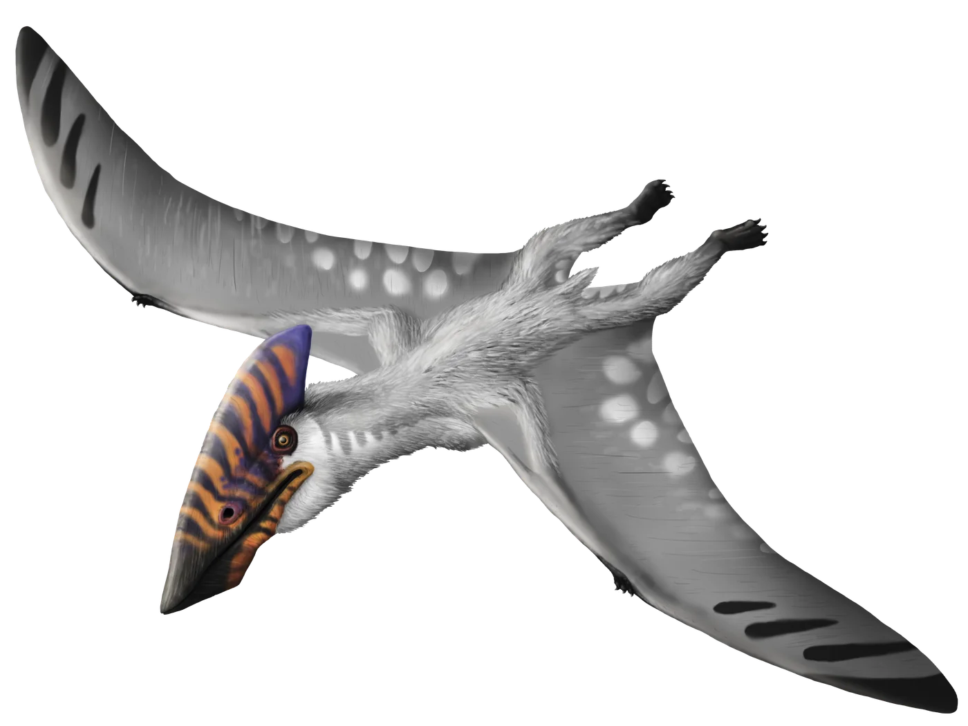 Vectidraco