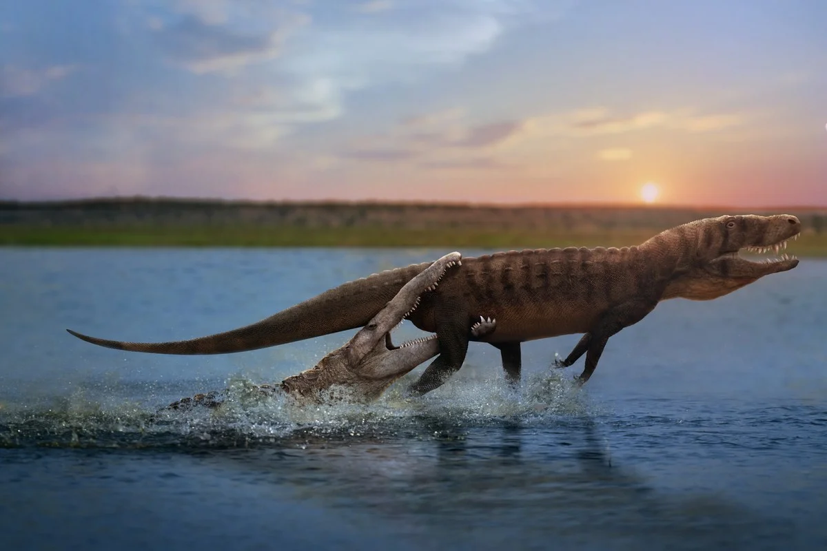 Phytosaur vs rauisuchian